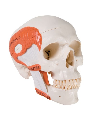 TMJ Human Skull Model, demonstrates functions of masticator muscles, 2 part